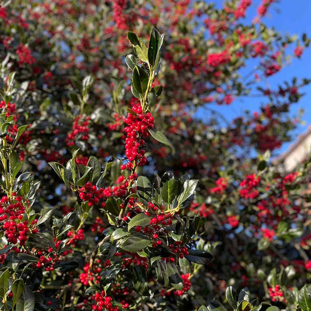 Японски лавровишня (Ilex) Nellie R. Stevens, вечнозелено декоративно дърво с червени плодове