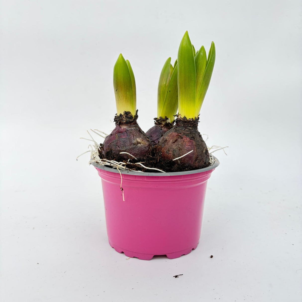 Зюмбюл (Hyacinthus) микс 3 цветни луковици в саксия – ароматно пролетно растение