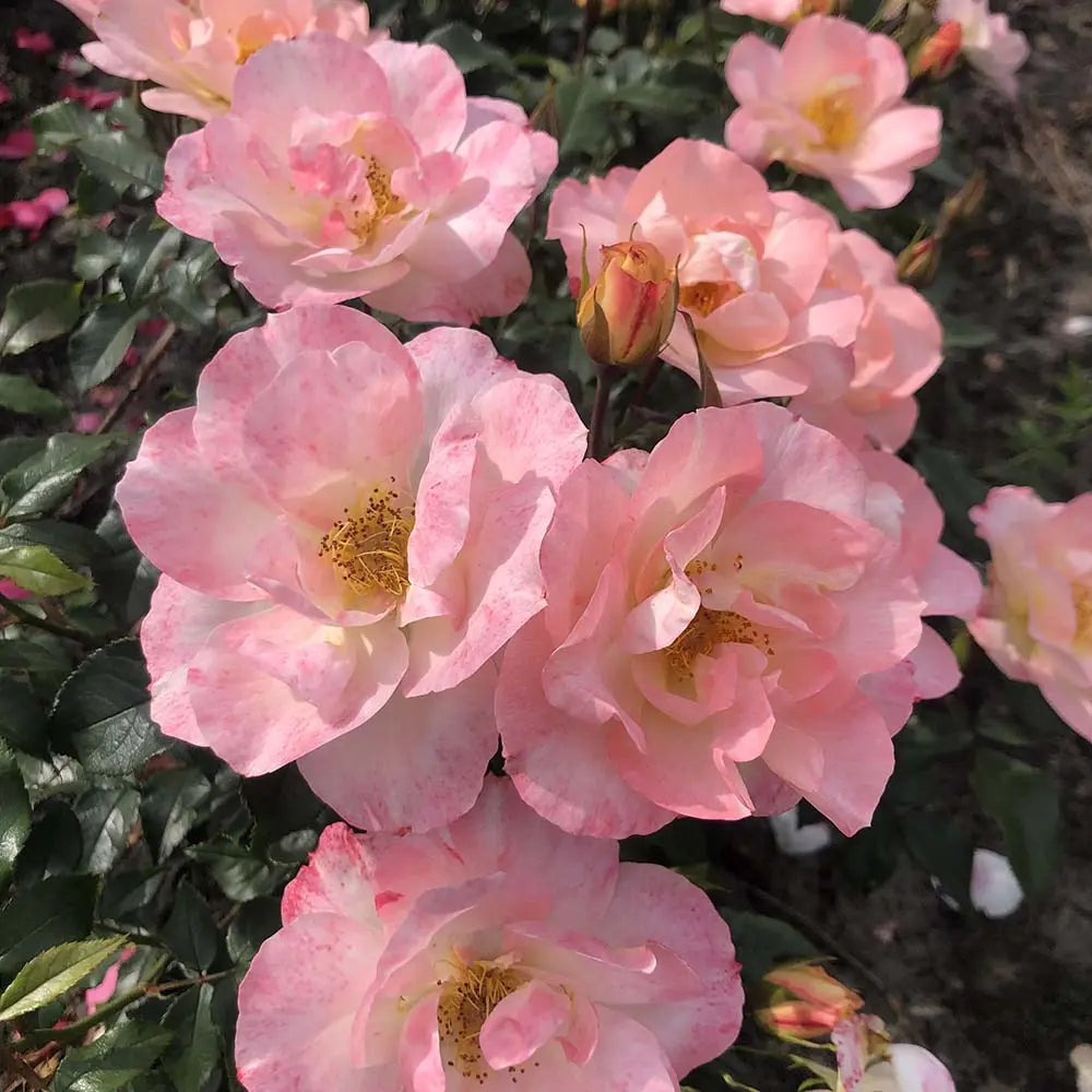 Trandafir floribunda roz-somon Zauberhaft, cu inflorire repetata