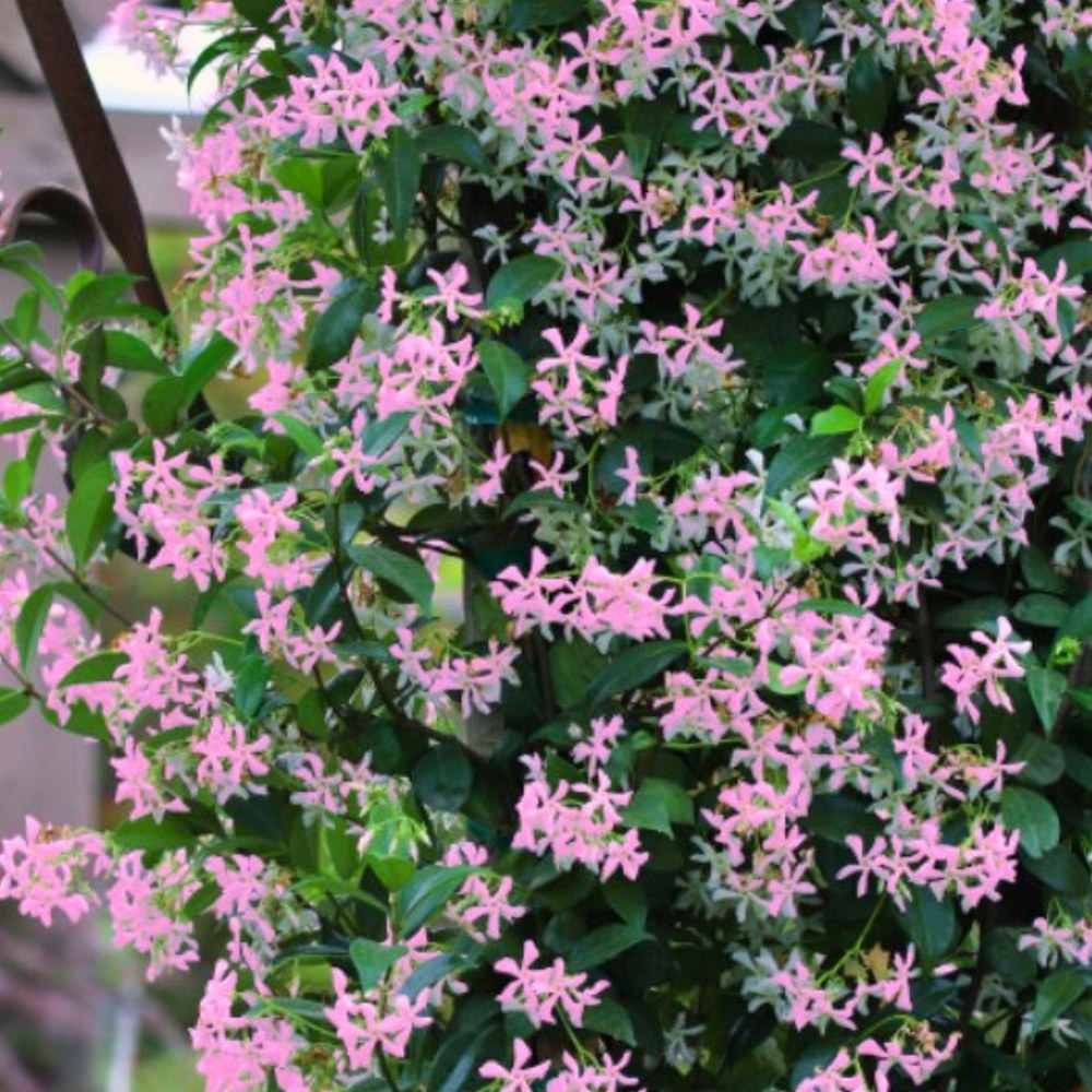 Жасмин Trachelospermum jasminoides 'Ibiza' – катерливо вечнозелено растение с розови ароматни цветове
