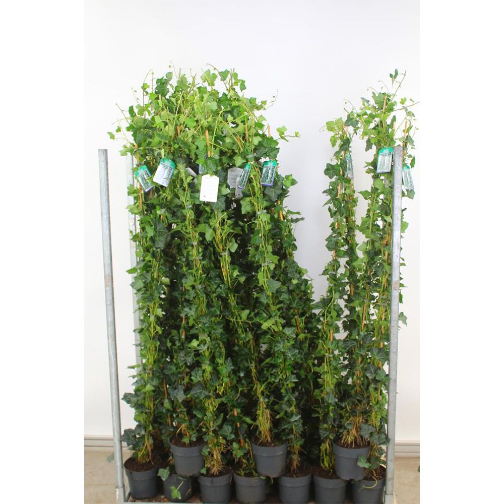 Iedera Scotiana Hedera Hibernica, cataratoare, vesnic verde, crestere rapida, forte rezistenta, gard viu sau ecran de intimitate