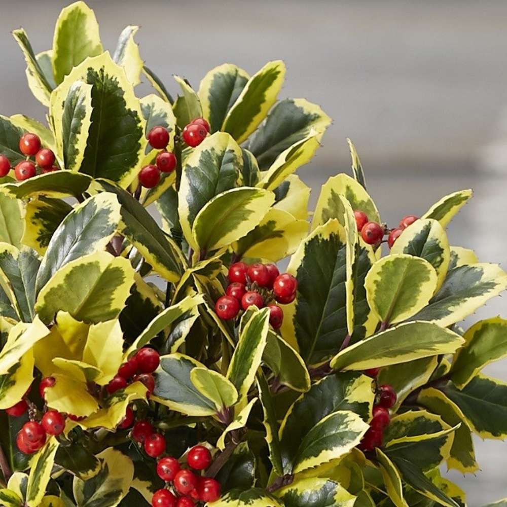 Laur Japonez (Ilex) Golden King Tip Copacel, arbore vesnic verde, frunze pestrite aurii, fructe rosii decorative, decor de iarna