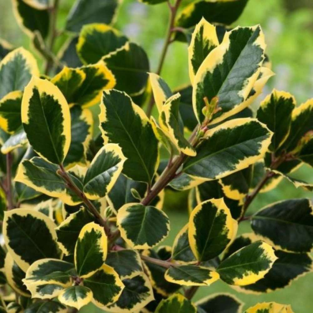 Японски лавър (Ilex) Golden King дръвче, вечнозелено, студоустойчиво