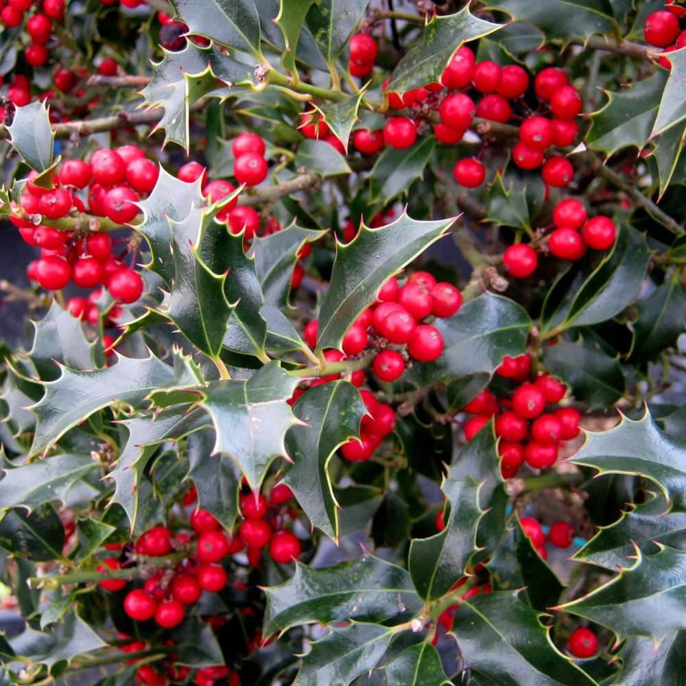 Laur Japonez (Ilex) Alaska Tip Copacel, vesnic verde, fructe rosii decorative, decor de iarna