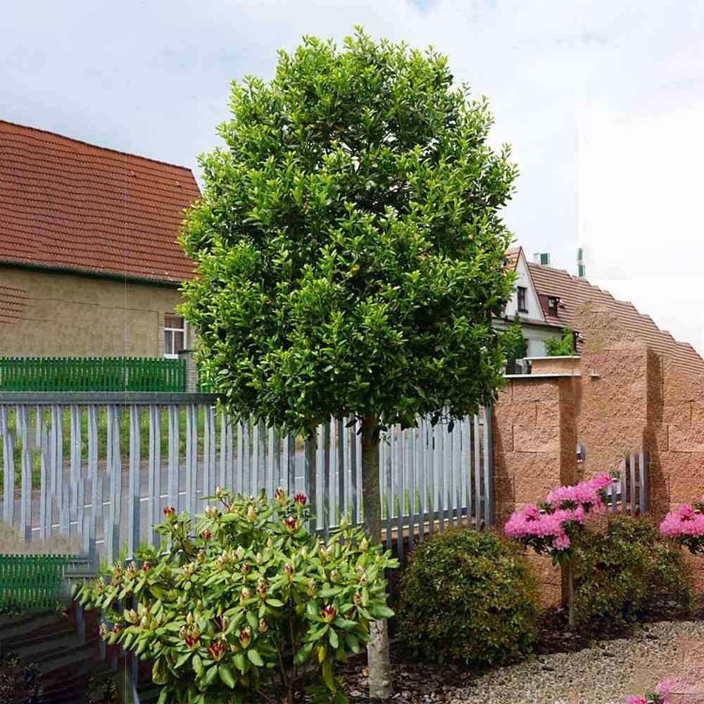 Японски лавровишня (Ilex) Nellie R. Stevens, вечнозелено декоративно дърво с червени плодове