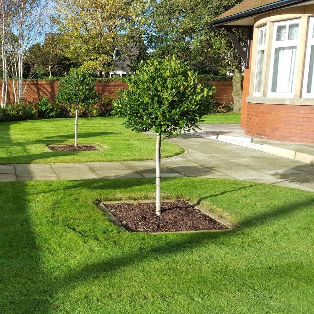 Японски лавровишня (Ilex) Nellie R. Stevens, вечнозелено декоративно дърво с червени плодове