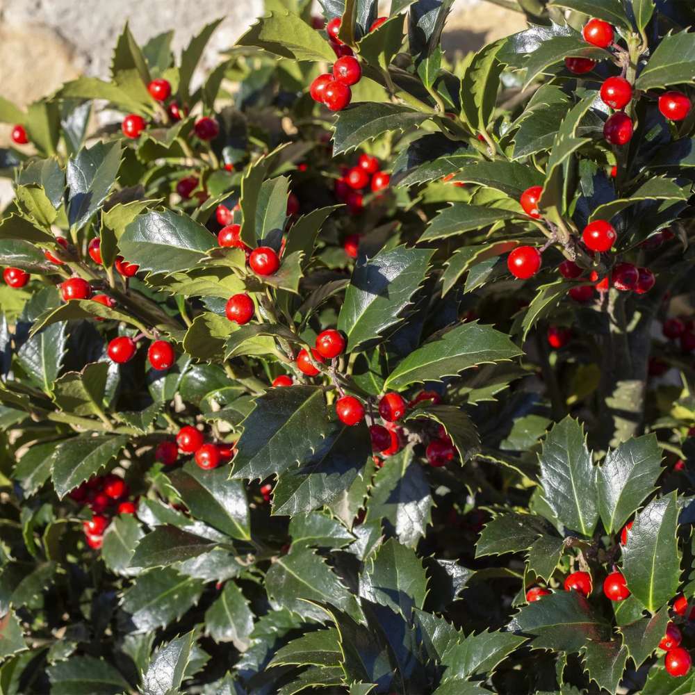 Laur Japonez (Ilex) Heckenfee Tip Copacel, arbore vesnic verde, fructe rosii decorative, coroana compacta, pentru gradini mici