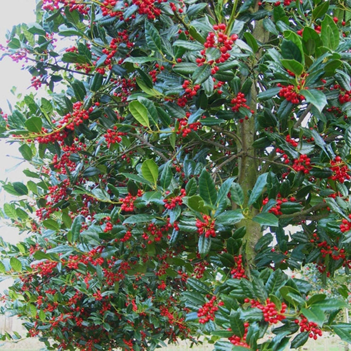 Laur Ilex Golden Van Tol