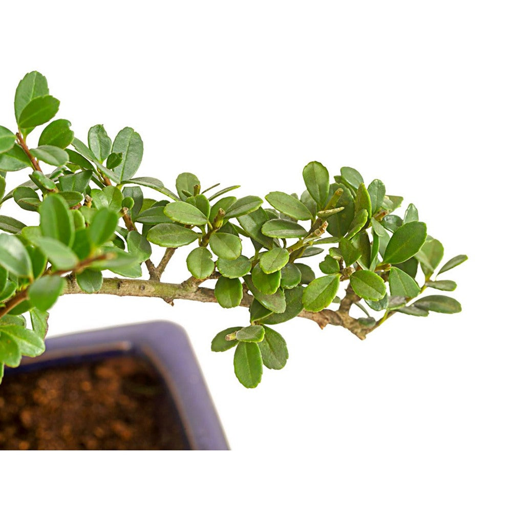 Бонсай с Ilex crenata – вечнозелено декоративно дърво в японски стил – 30 см