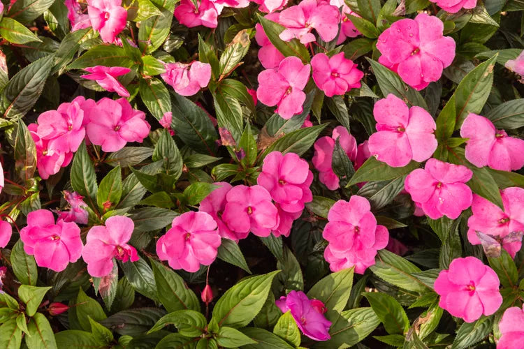 Sporul casei New Guinea Tamarinda Pink, flori roz spectaculoase pentru balcon si gradina