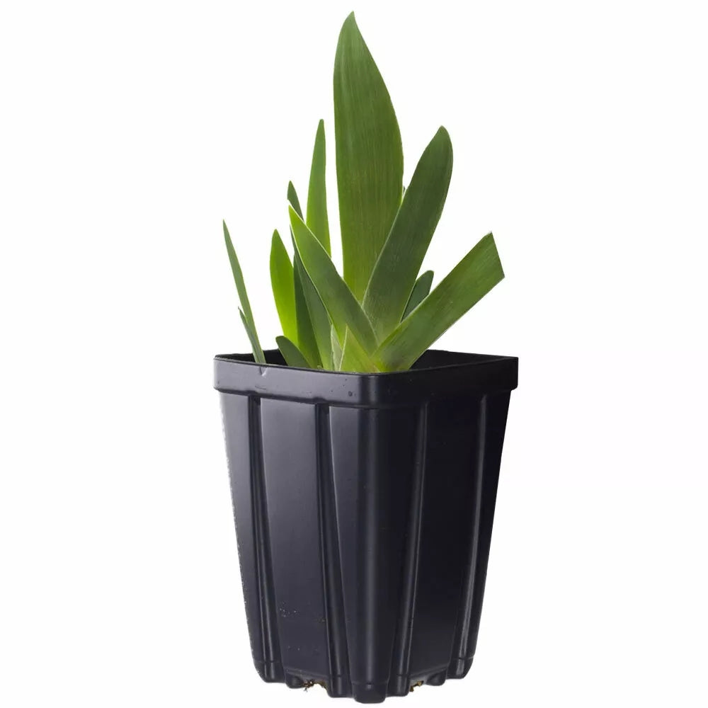 Iris Germanica (Stanjenel) Variegata Regina, cu flori albe si dungi violet parfumate, crestere rapida, bulb plantat in ghiveci