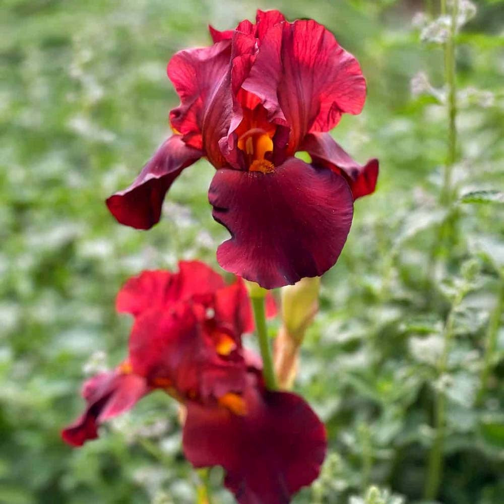 Iris Germanica (Stanjenel) Samurai Warrior, cu flori rosu-bordo parfumate, crestere rapida, bulb plantat In ghiveci