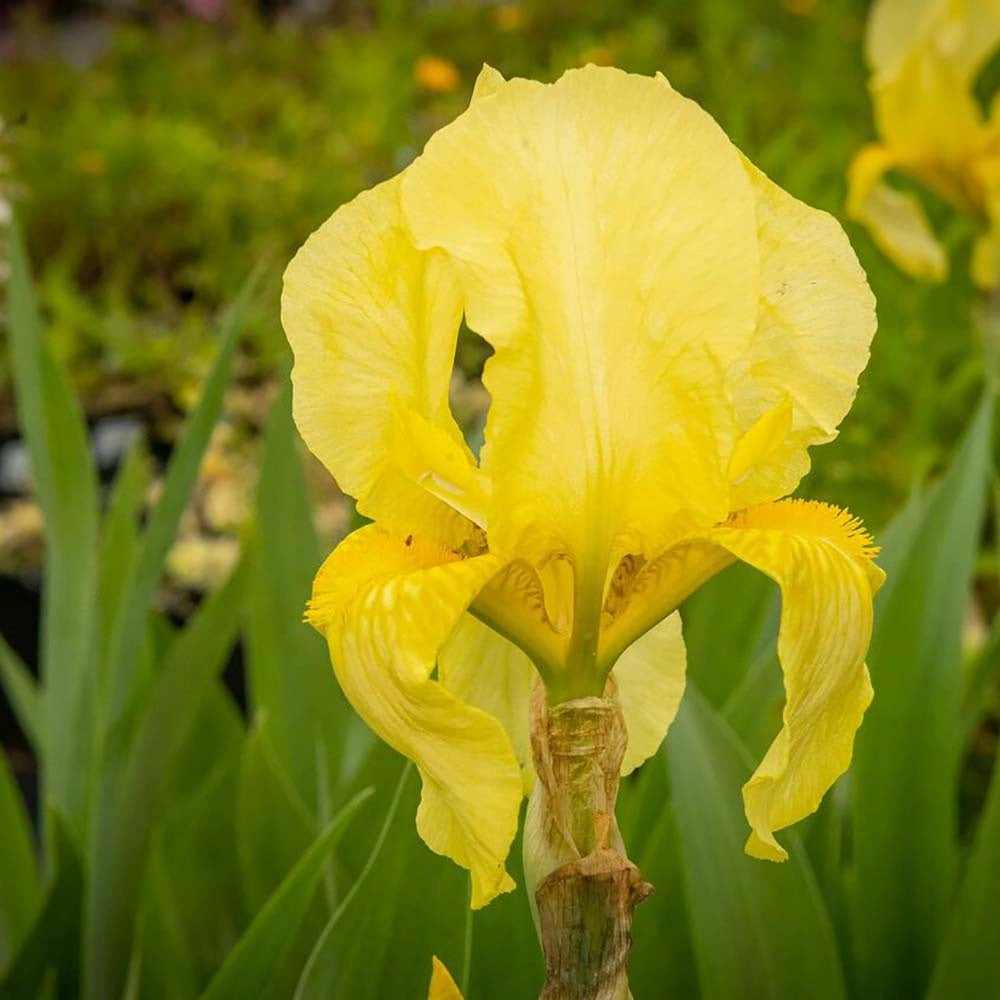 Iris Germanica (Stanjenel) Lime Fizz, cu flori galbene parfumate, crestere rapida, bulb plantat In ghiveci