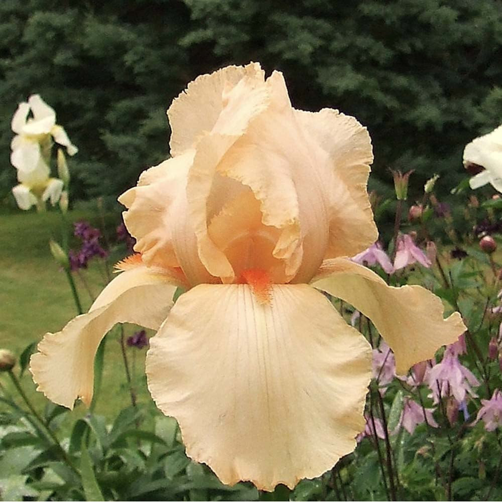 Iris Germanica (Stanjenel) Lunar Fire, cu flori aurii-piersic parfumate, crestere rapida, bulb plantat In ghiveci