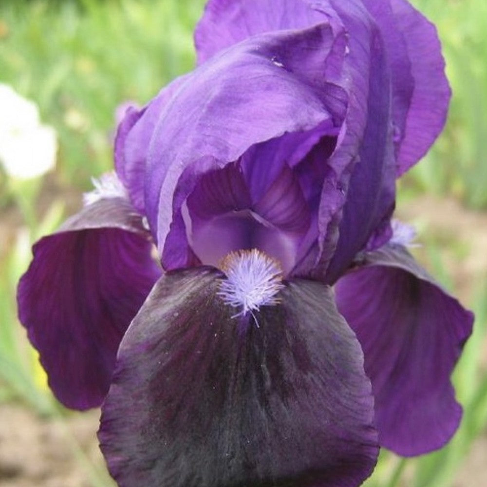 Iris Germanica violet-inchis (Stanjenel) Eleanor Roosevelt, cu flori violet inchis parfumate, crestere rapida, bulb plantat In ghiveci