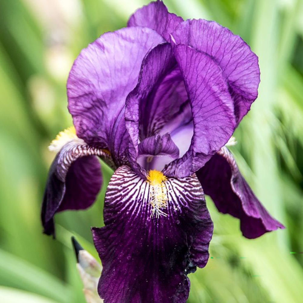 Iris Germanica violet-inchis (Stanjenel) Eleanor Roosevelt, cu flori violet inchis parfumate, crestere rapida, bulb plantat In ghiveci