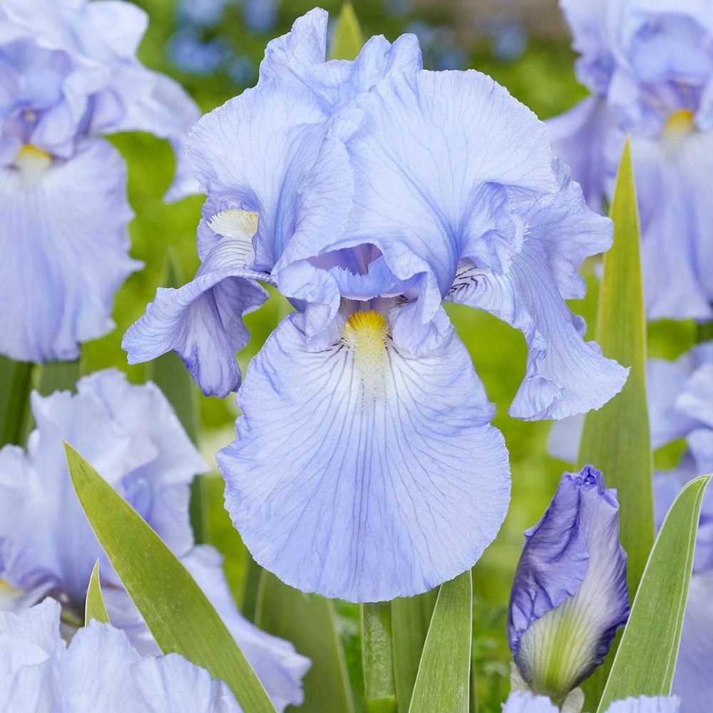 Iris Germanica (Stanjenel) Babbling Brook, cu flori albastre-deschis parfumate, crestere rapida, bulb plantat In ghiveci