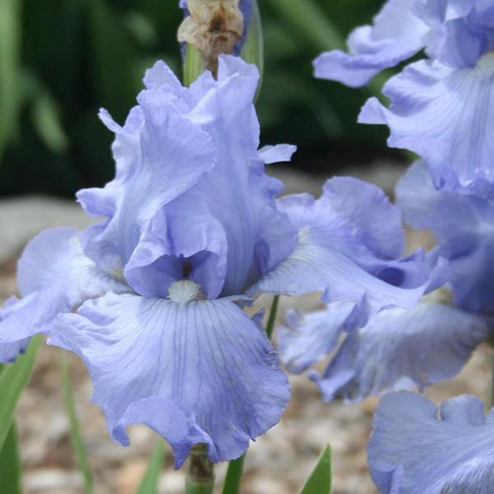 Iris Germanica (Stanjenel) Babbling Brook, cu flori albastre-deschis parfumate, crestere rapida, bulb plantat In ghiveci