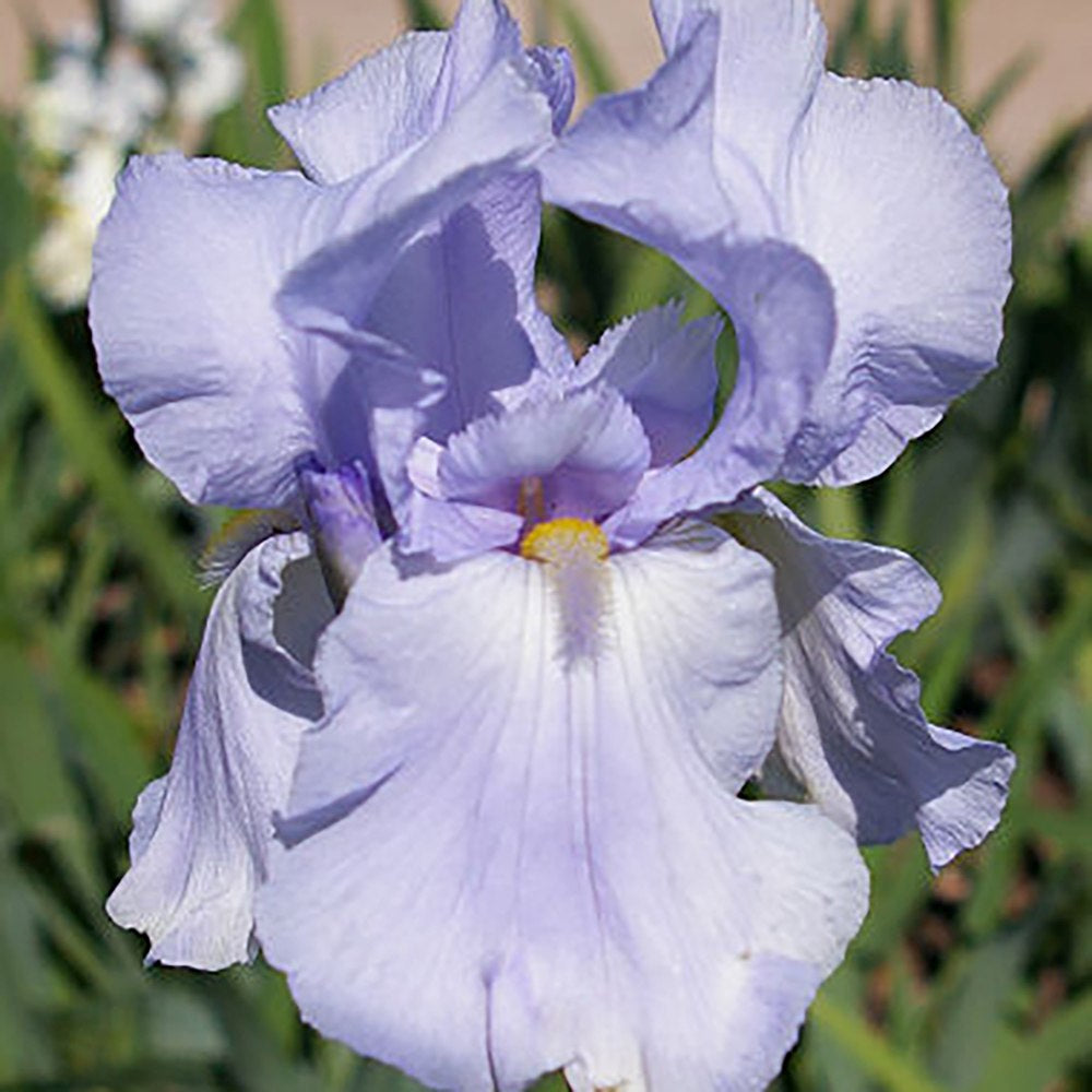 Iris Germanica (Stanjenel) Blue Sapphire, cu flori albastru-safir parfumate, crestere rapida, bulb plantat In ghiveci