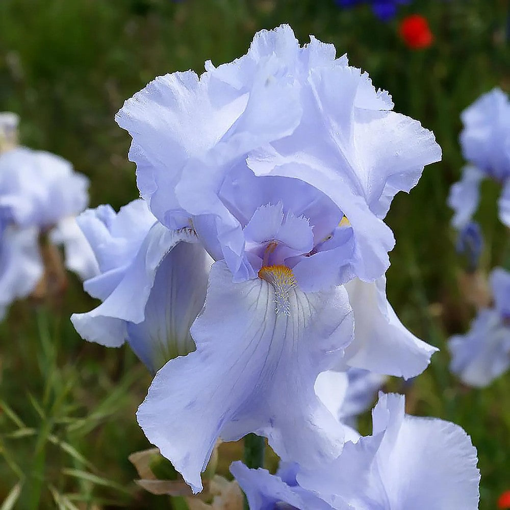 Iris Germanica (Stanjenel) Blue Sapphire, cu flori albastru-safir parfumate, crestere rapida, bulb plantat In ghiveci