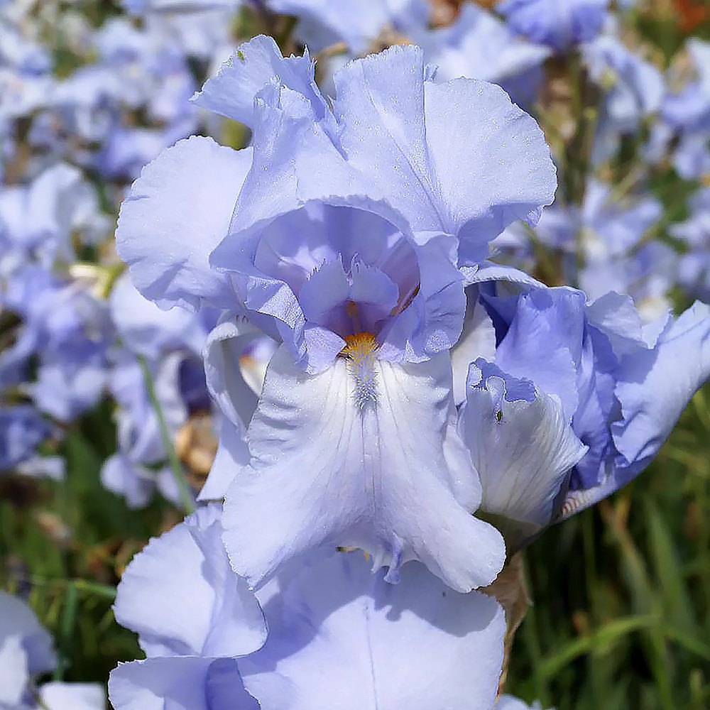 Iris Germanica (Stanjenel) Blue Sapphire, cu flori albastru-safir parfumate, crestere rapida, bulb plantat In ghiveci