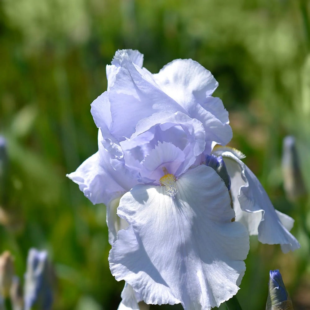 Iris Germanica (Stanjenel) Blue Sapphire, cu flori albastru-safir parfumate, crestere rapida, bulb plantat In ghiveci