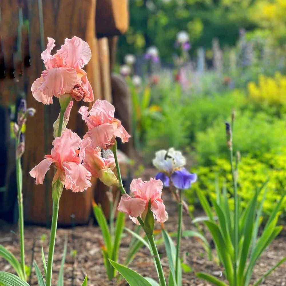 Iris Germanica (Stanjenel) Blushing Pink, cu flori roz-pal parfumate, crestere rapida, bulbi plantat in ghiveci