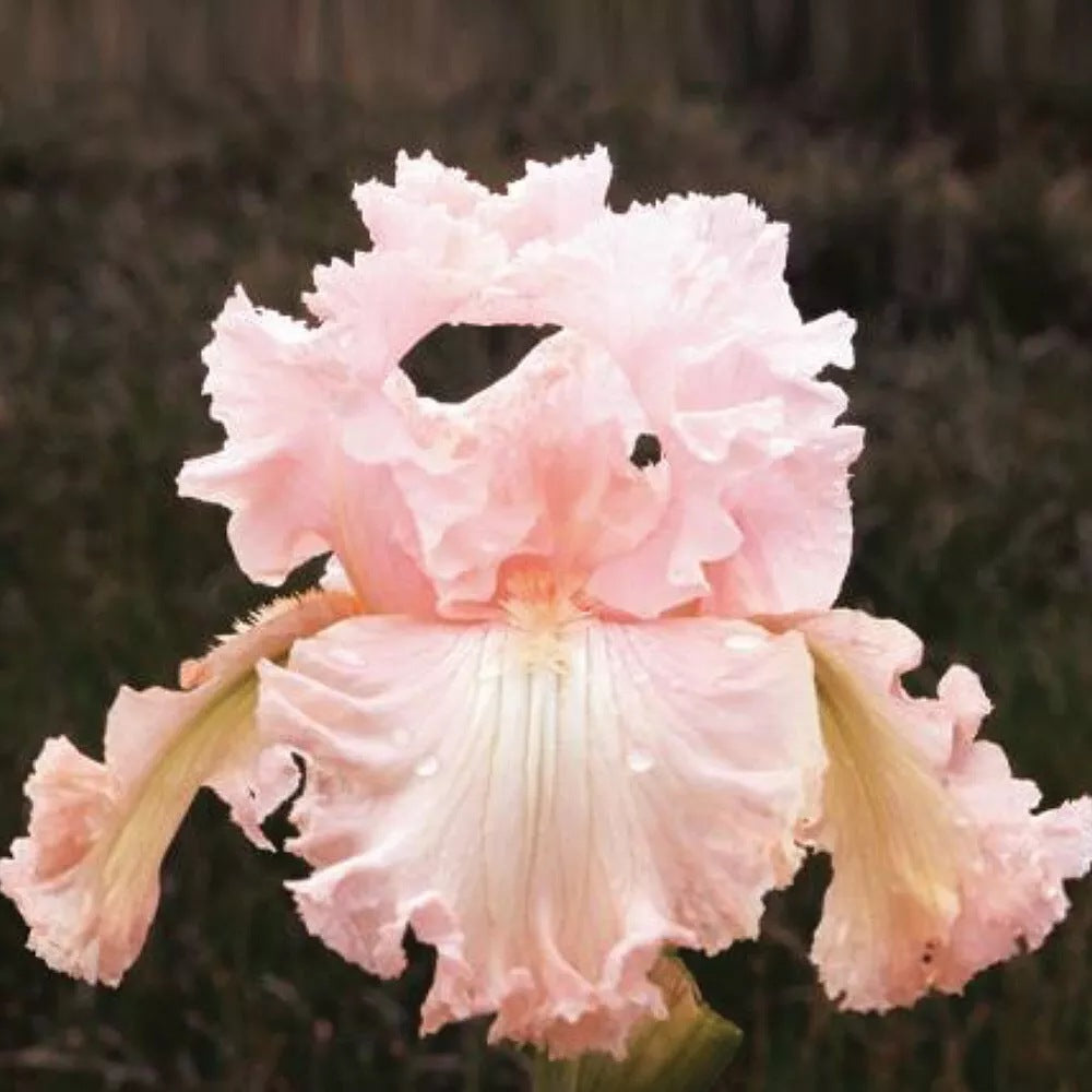 Iris Germanica (Stanjenel) Blushing Pink, cu flori roz-pal parfumate, crestere rapida, bulbi plantat in ghiveci