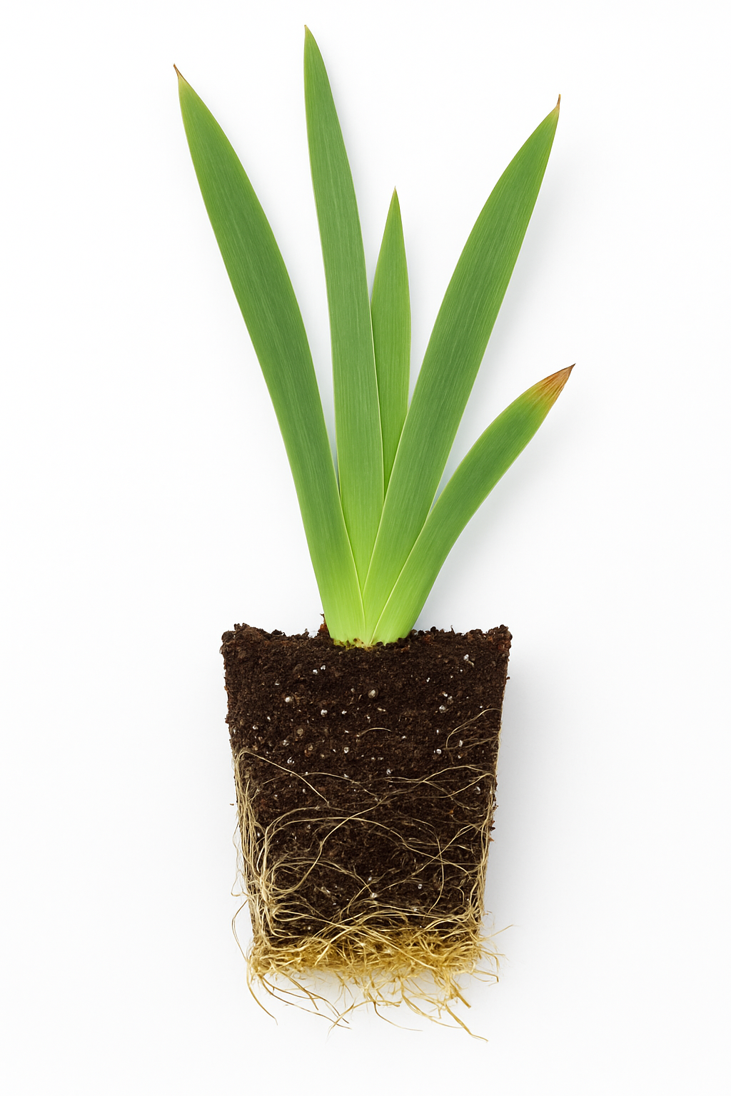 Iris Germanica (Stanjenel) White Knight, cu flori albe parfumate, crestere rapida, bulb plantat In ghiveci