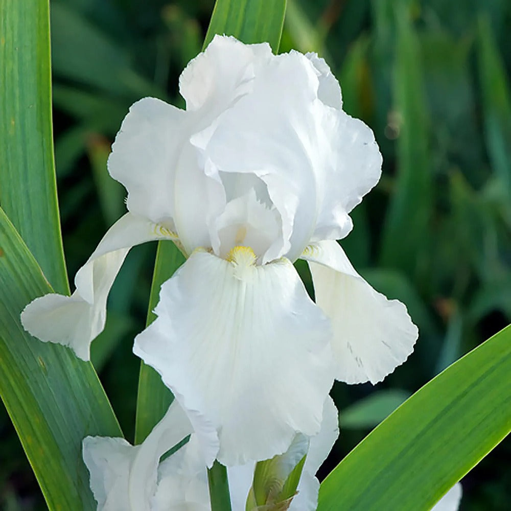 Iris Germanica (Stanjenel) Glacier, cu flori albe-pur parfumate, crestere rapida, bulb plantat In ghiveci
