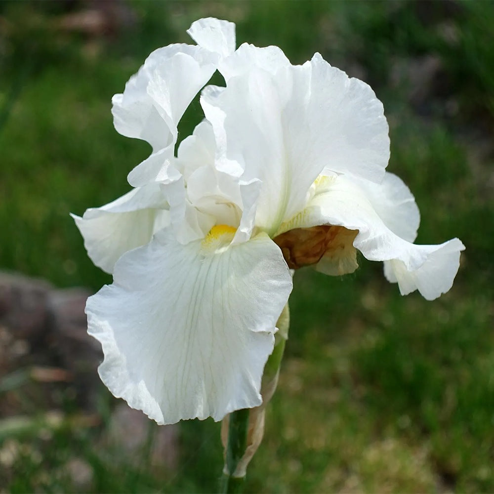 Iris Germanica (Stanjenel) Glacier, cu flori albe-pur parfumate, crestere rapida, bulb plantat In ghiveci