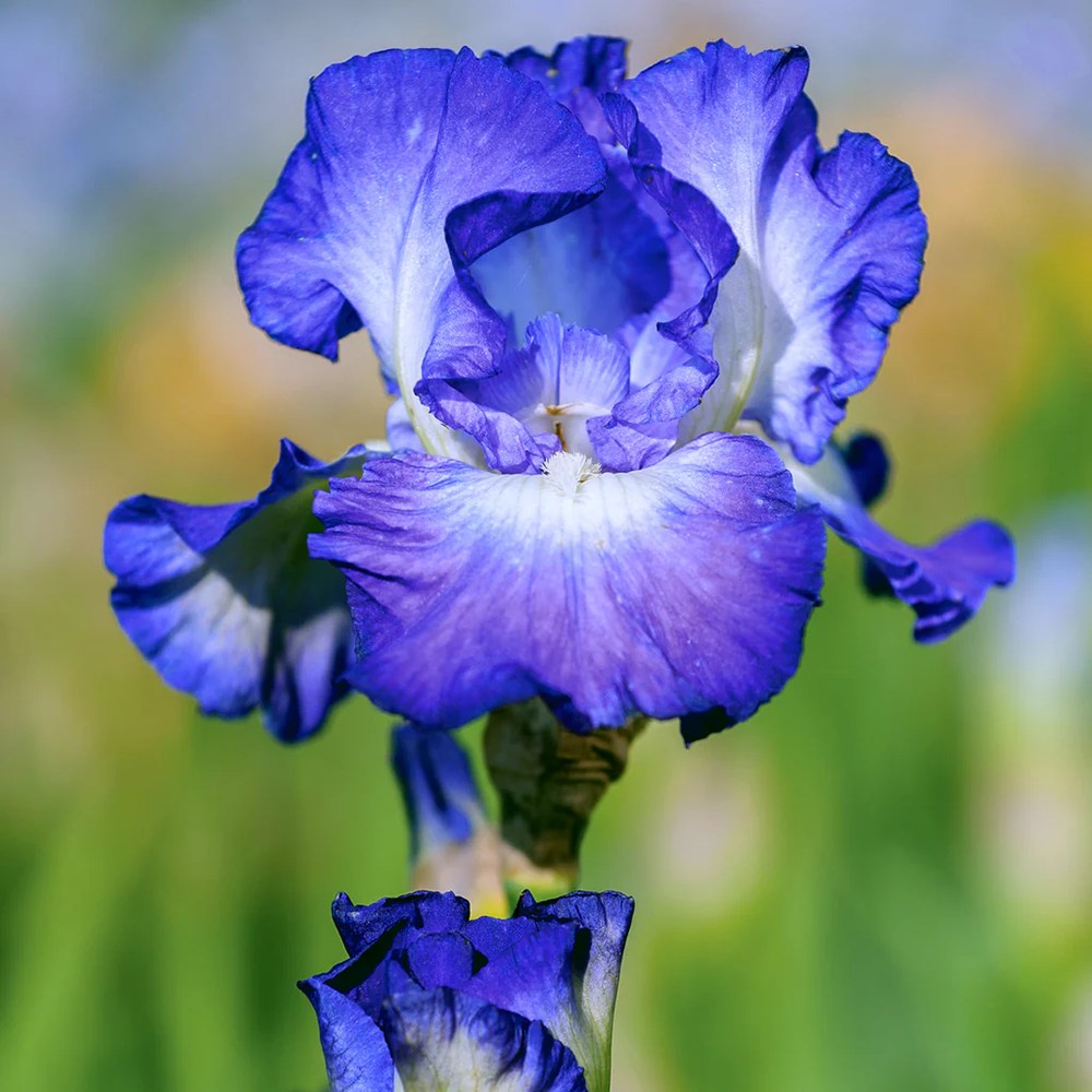 Iris Germanica (Stanjenel) City Lights, cu flori albastre-albe parfumate, crestere rapida, bulb plantat in ghiveci