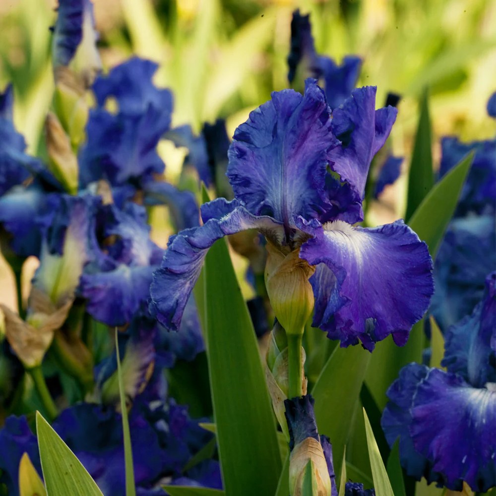Iris Germanica (Stanjenel) City Lights, cu flori albastre-albe parfumate, crestere rapida, bulb plantat in ghiveci
