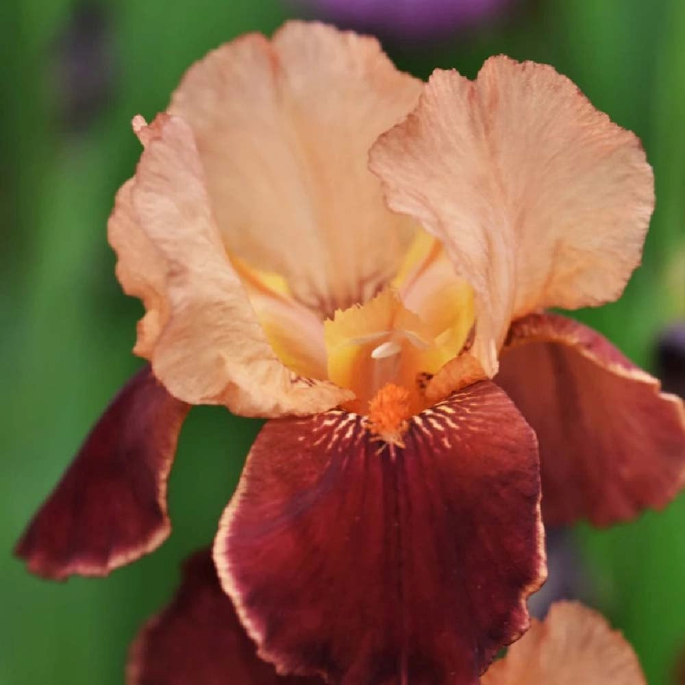 Iris Germanica (Stanjenel) Cimarron Strip, cu flori parfumate purpuriu, combinat cu ornamente portocalii-somon, crestere rapida, bulb plantat in ghiveci