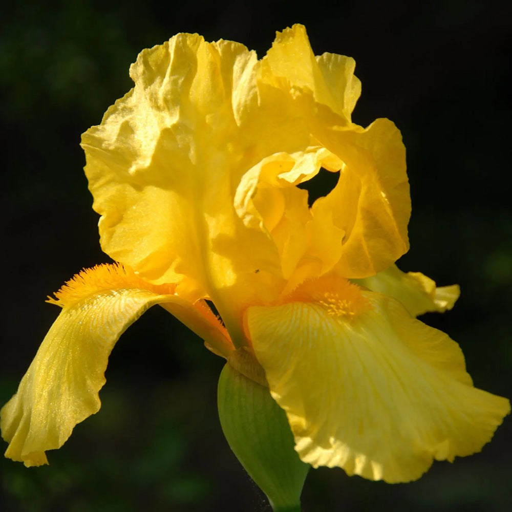 Iris Germanica (Stanjenel) Ola Kala, cu flori galbene parfumate, crestere rapida, bulb plantat In ghiveci