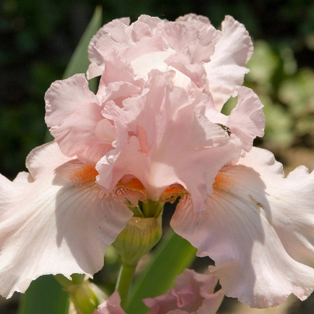 Iris Germanica (Stanjenel) Pink Empress, cu flori roz-delicat parfumate, crestere rapida, bulb plantat in ghiveci