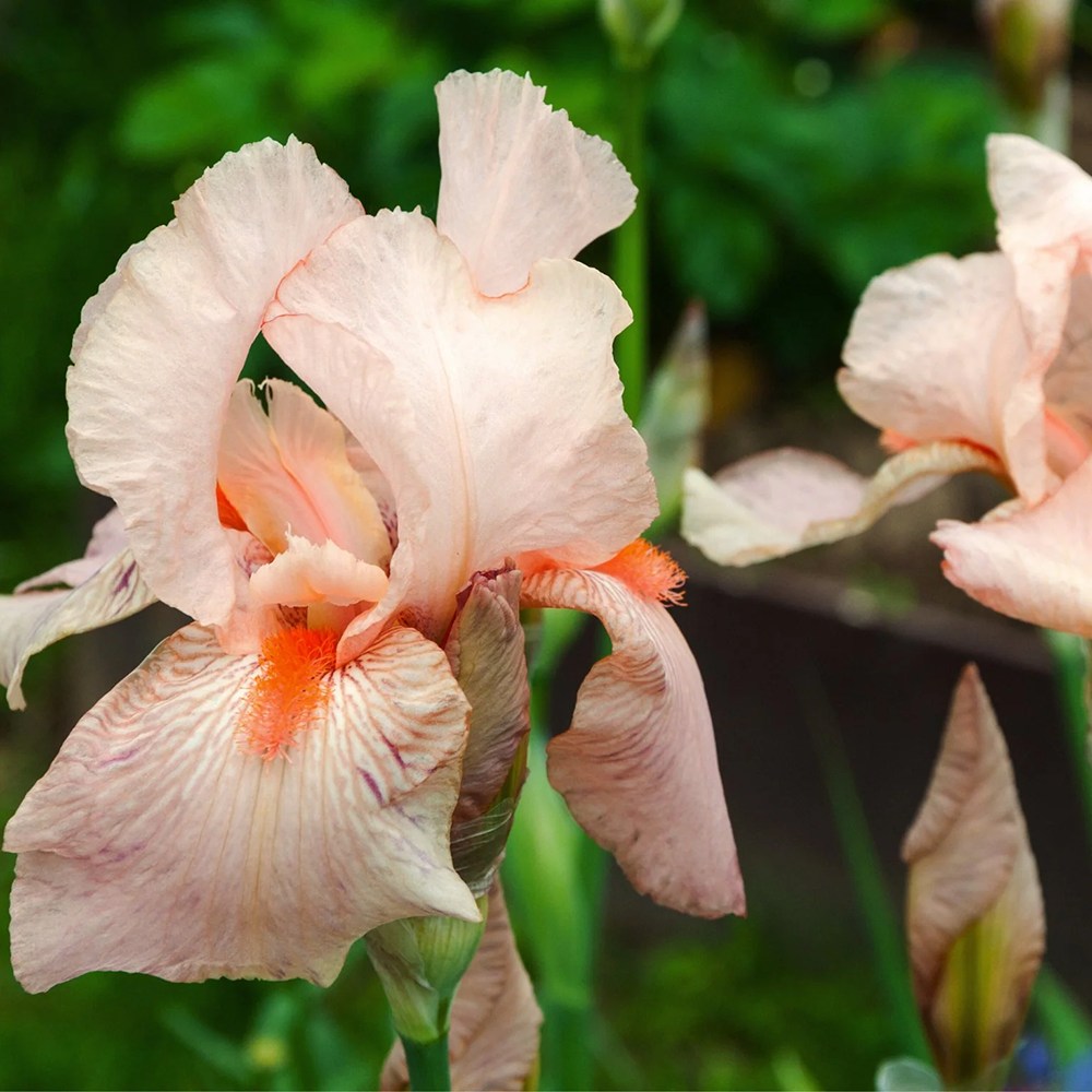 Iris Germanica (Stanjenel) Pink Empress, cu flori roz-delicat parfumate, crestere rapida, bulb plantat in ghiveci
