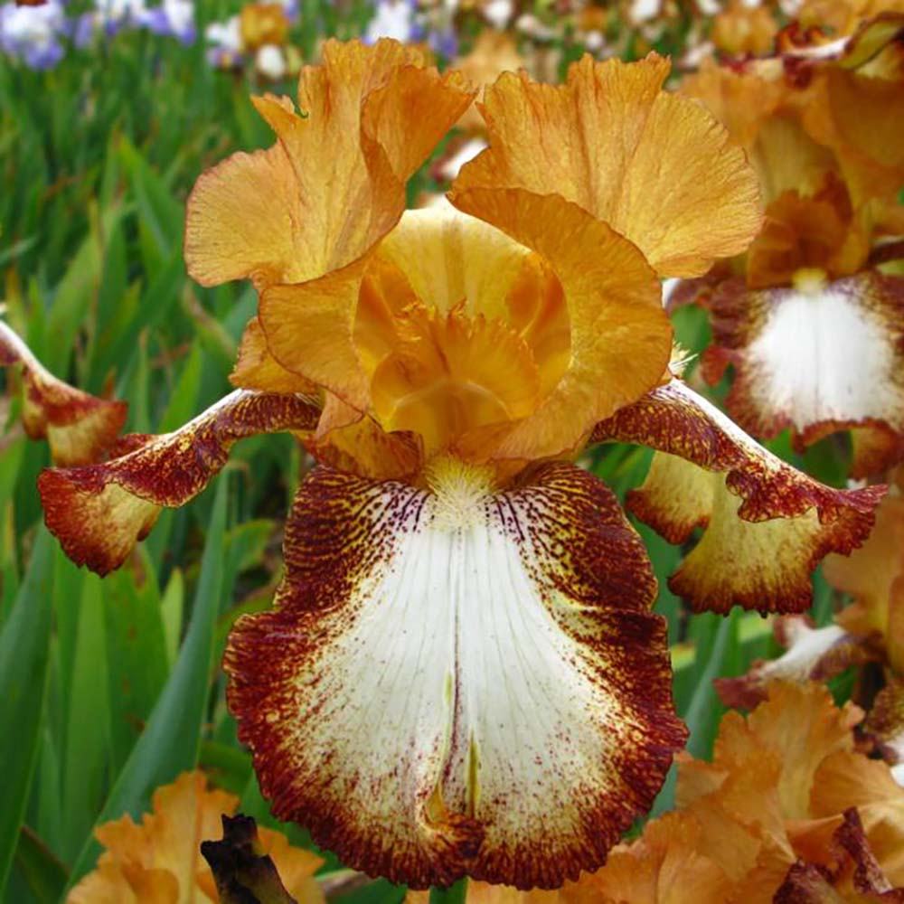 Iris Germanica (Stanjenel) Siva Siva, cu flori alb sidefat cu accente aurii parfumate, crestere rapida, bulb plantat in ghiveci