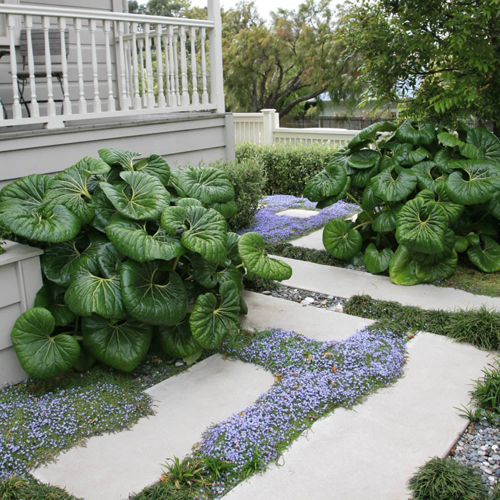 Steaua Albastra Isotoma Fluviatilis- taratoare, cu flori albastre