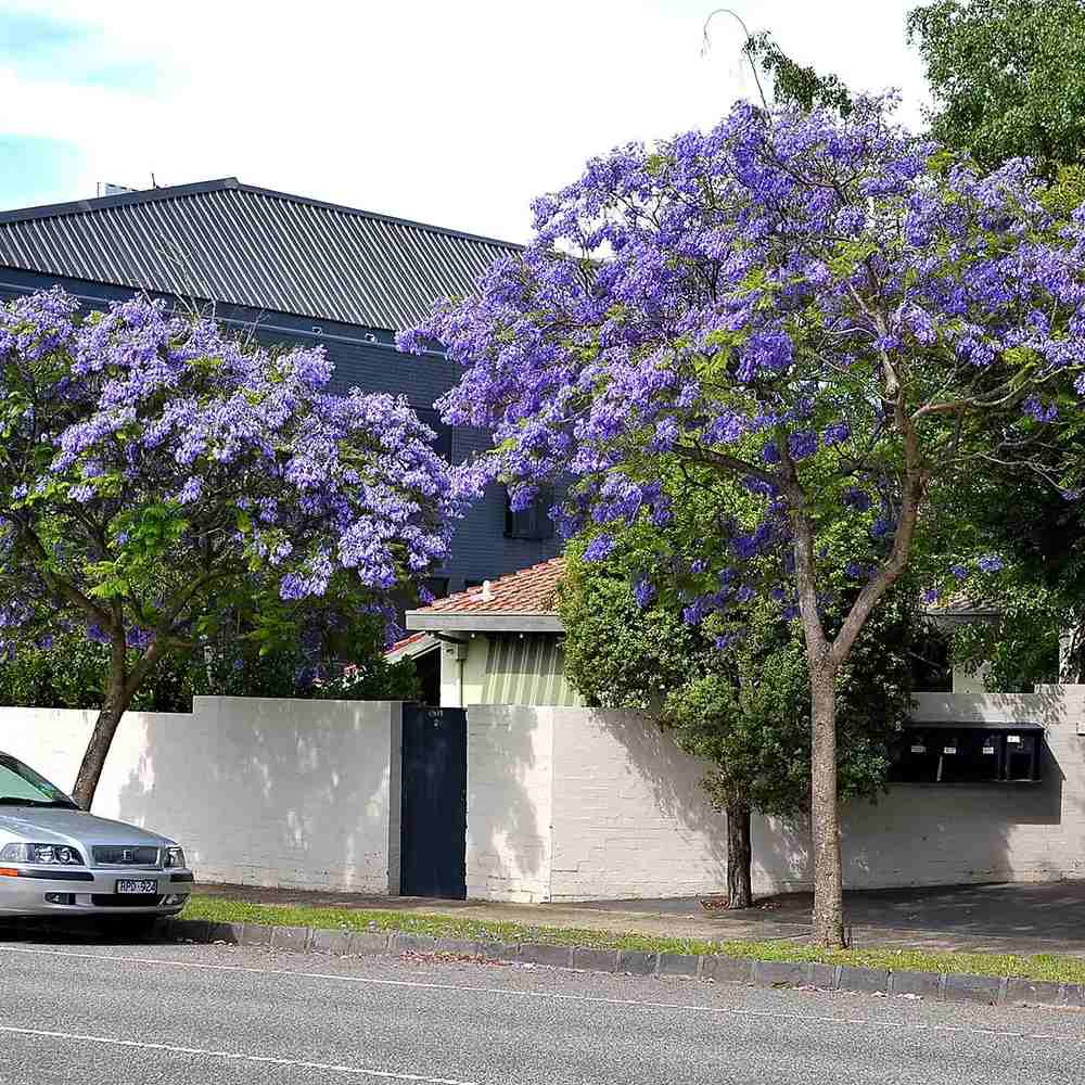 Лилаво дърво Jacaranda, с виолетови цветове