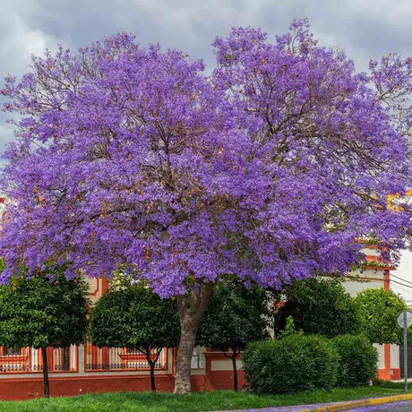 Лилаво дърво Jacaranda, с виолетови цветове