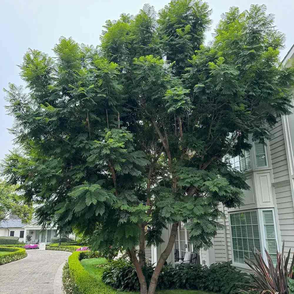 Лилаво дърво Jacaranda, с виолетови цветове