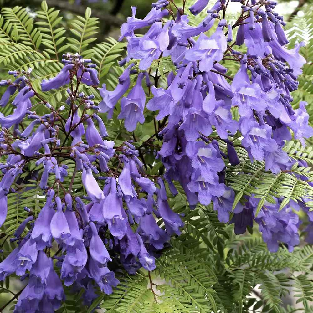 Лилаво дърво Jacaranda, с виолетови цветове
