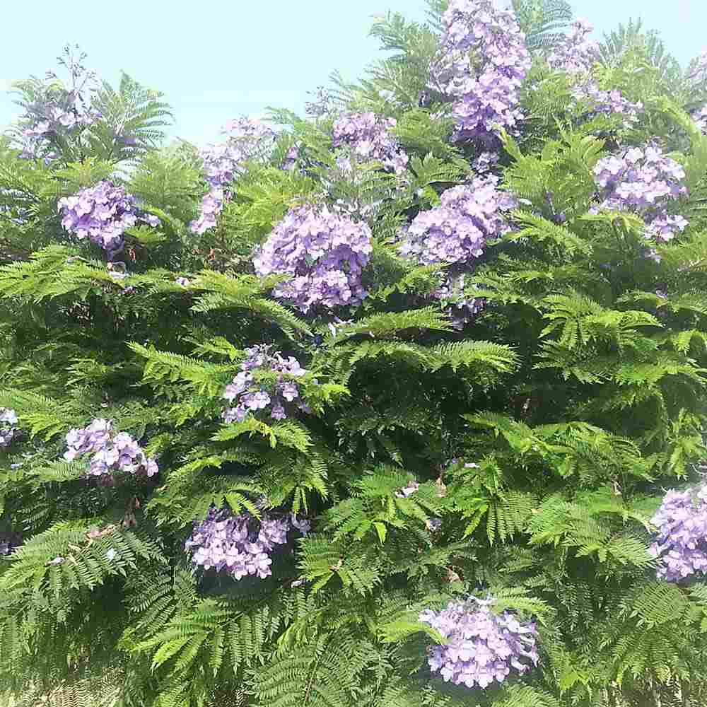 Лилаво дърво Jacaranda, с виолетови цветове