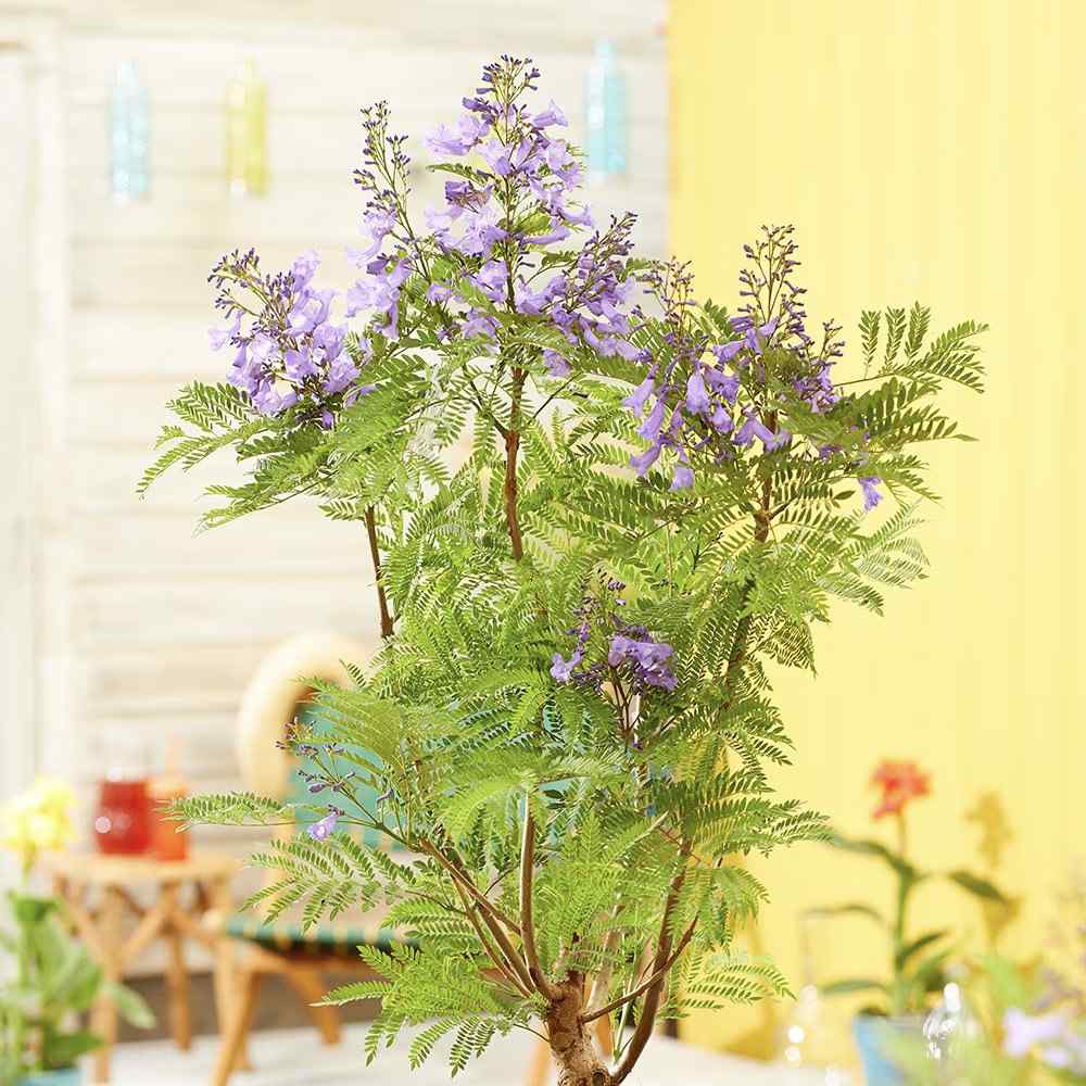 Лилаво дърво Jacaranda, с виолетови цветове