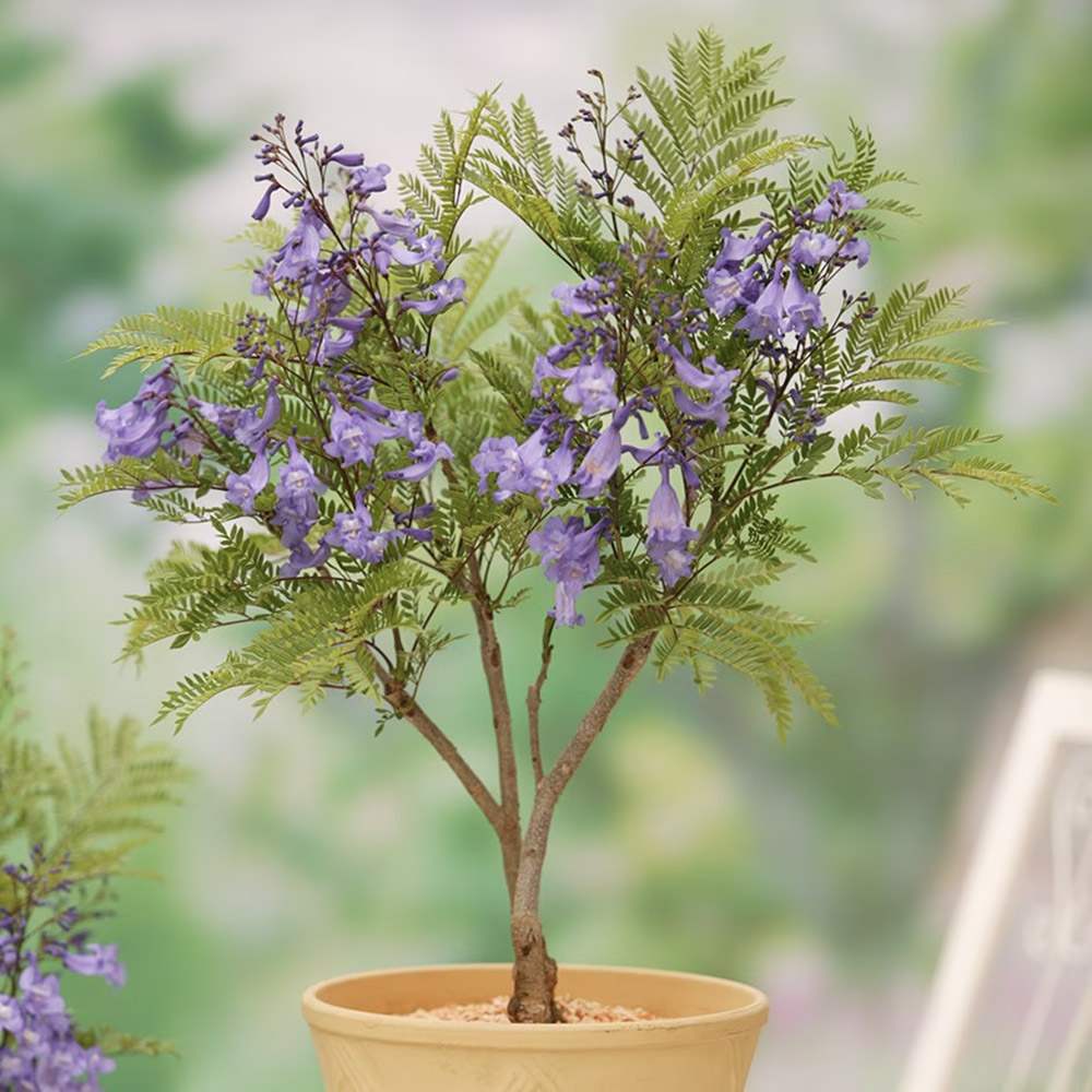 Лилаво дърво Jacaranda, с виолетови цветове