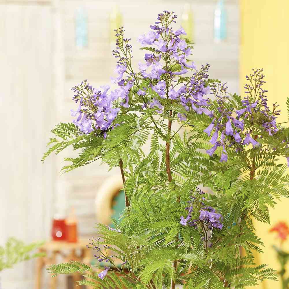 Лилаво дърво Jacaranda, с виолетови цветове