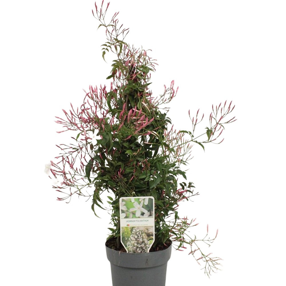 Жасмин Jasminum polyanthum – катерливо стайно растение с интензивен аромат, 60-70 см