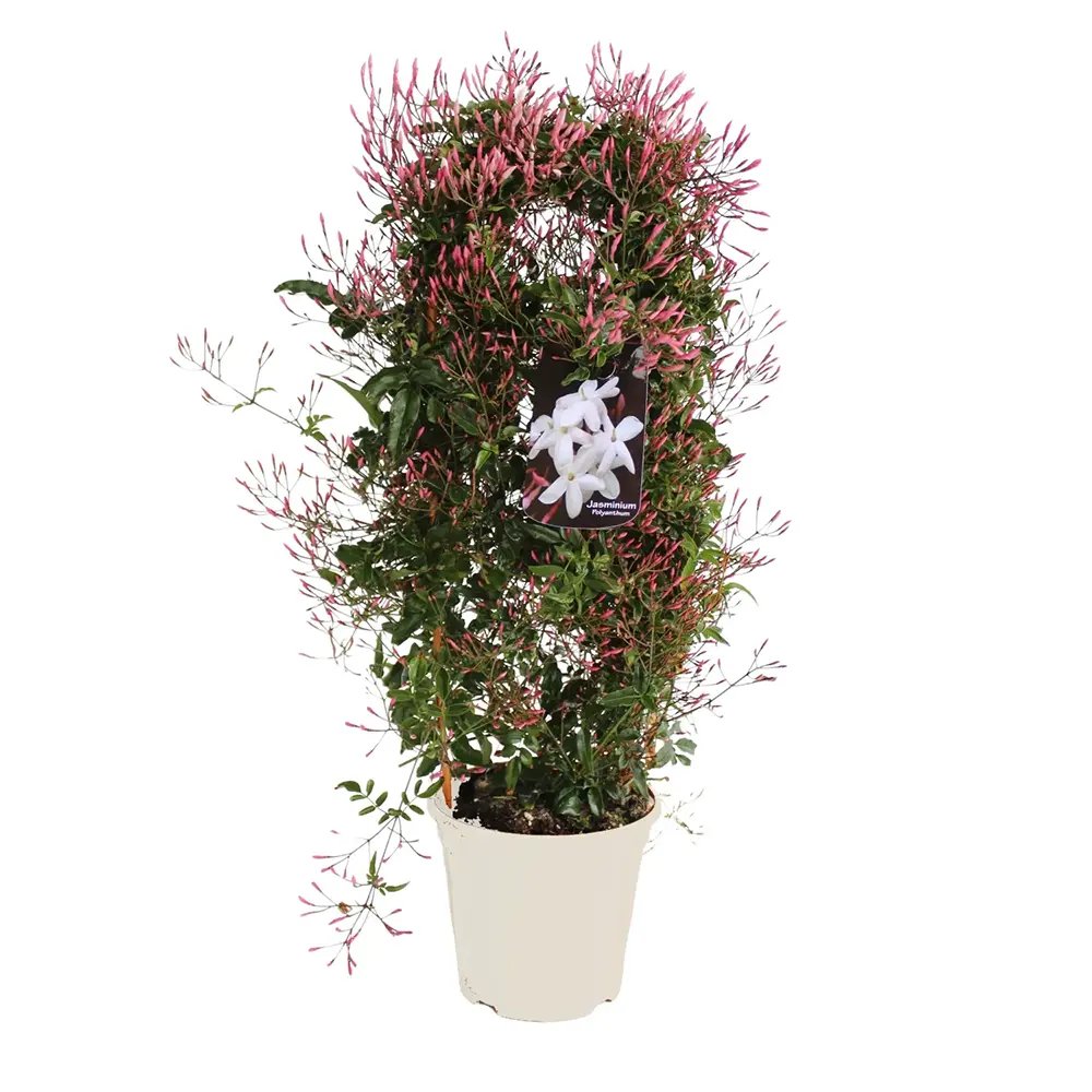 Жасмин за стая (Jasminum polyanthum), катерливо, интензивен аромат, декоративно растение за интериор и тераса – 110 см