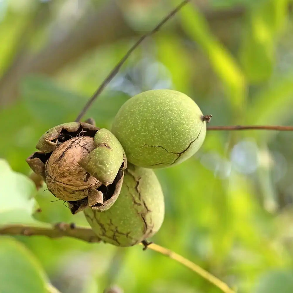 Nuc Regia Fernor (Juglans Regia), cu gust dulce-cremos, an 2 pe rod